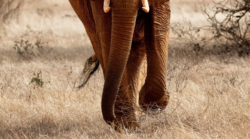 When an elephant comes towards you, there is a few feelings that go through you. Initially you feel exhilaration and that quickly turns to wonder, whether it will stop. This then turns to fear as you start to think the driver has not seen the danger. It’s a bull Elephant, it doesn’t like me being here. I think it is about time someone woke the driver. #GreatOutdoors