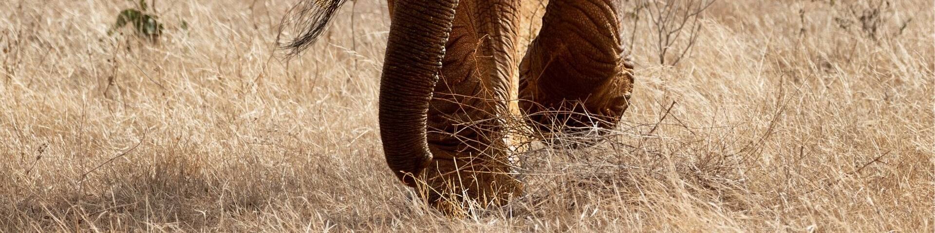 When an elephant comes towards you, there is a few feelings that go through you. Initially you feel exhilaration and that quickly turns to wonder, whether it will stop. This then turns to fear as you start to think the driver has not seen the danger. It’s a bull Elephant, it doesn’t like me being here. I think it is about time someone woke the driver. #GreatOutdoors