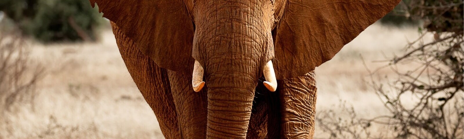 When an elephant comes towards you, there is a few feelings that go through you. Initially you feel exhilaration and that quickly turns to wonder, whether it will stop. This then turns to fear as you start to think the driver has not seen the danger. It’s a bull Elephant, it doesn’t like me being here. I think it is about time someone woke the driver. #GreatOutdoors