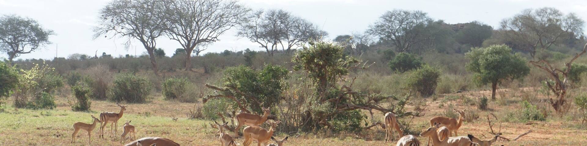 A group of antelopes in a dry grassland with sparse trees.