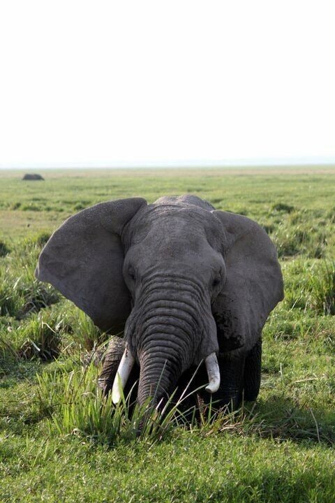 An elephant in a grassy field with a distant horizon.