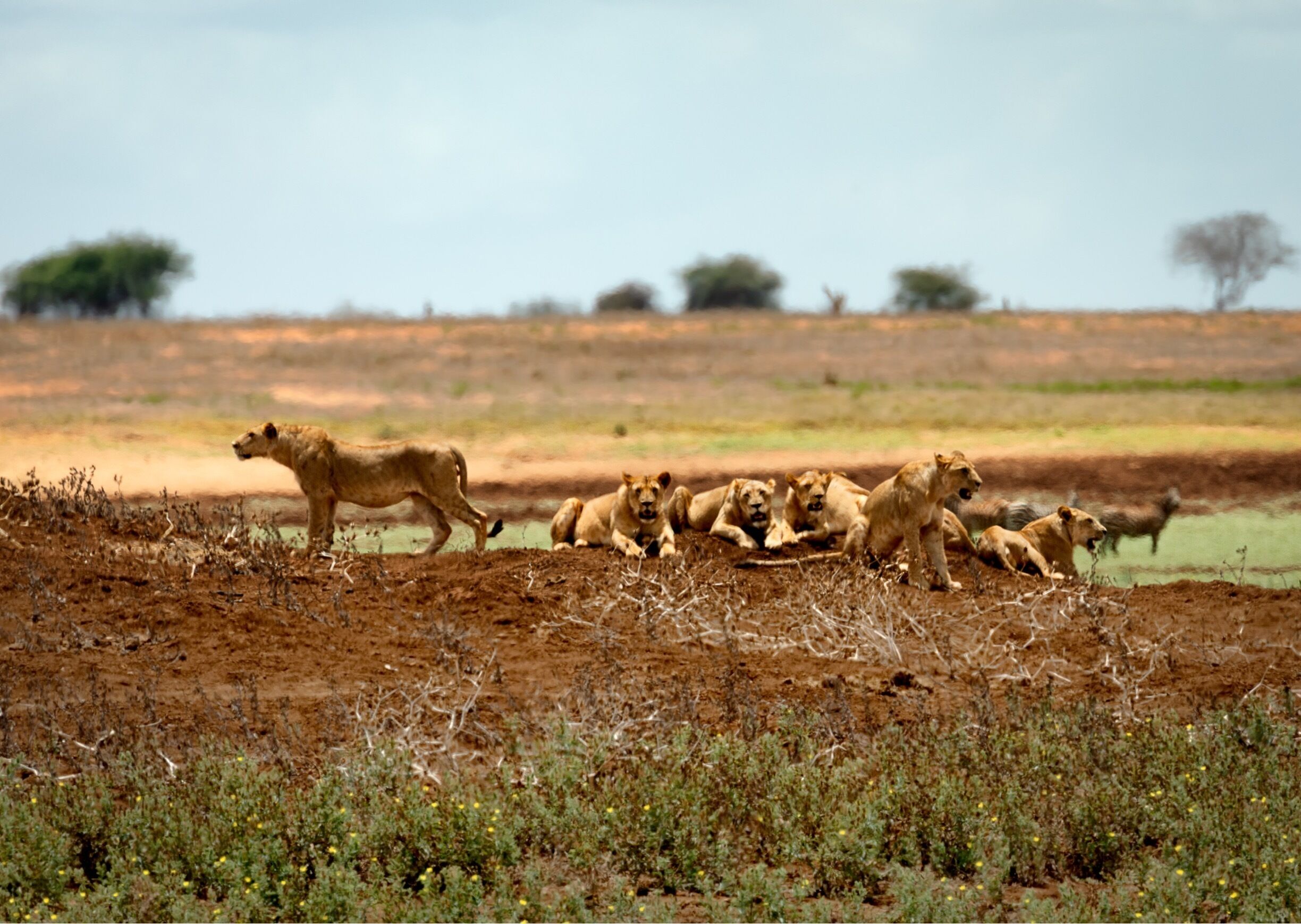 Taken from the swimming pool area of the Aruba Lodge. We had just watched this lion pride attempt a kill on some Zebras but they failed.  This was when they had regrouped to think of their next ambush plan. A total of 8 lions together only a stones throw away and only a small wire fence between us.  Let’s just say I had my engines started. #GreatOutdoors