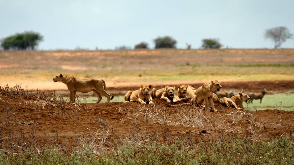 Taken from the swimming pool area of the Aruba Lodge. We had just watched this lion pride attempt a kill on some Zebras but they failed. This was when they had regrouped to think of their next ambush plan. A total of 8 lions together only a stones throw away and only a small wire fence between us. Letâs just say I had my engines started. #GreatOutdoors