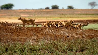 A group of lions in a savannah landscape with sparse vegetation and a dirt path.