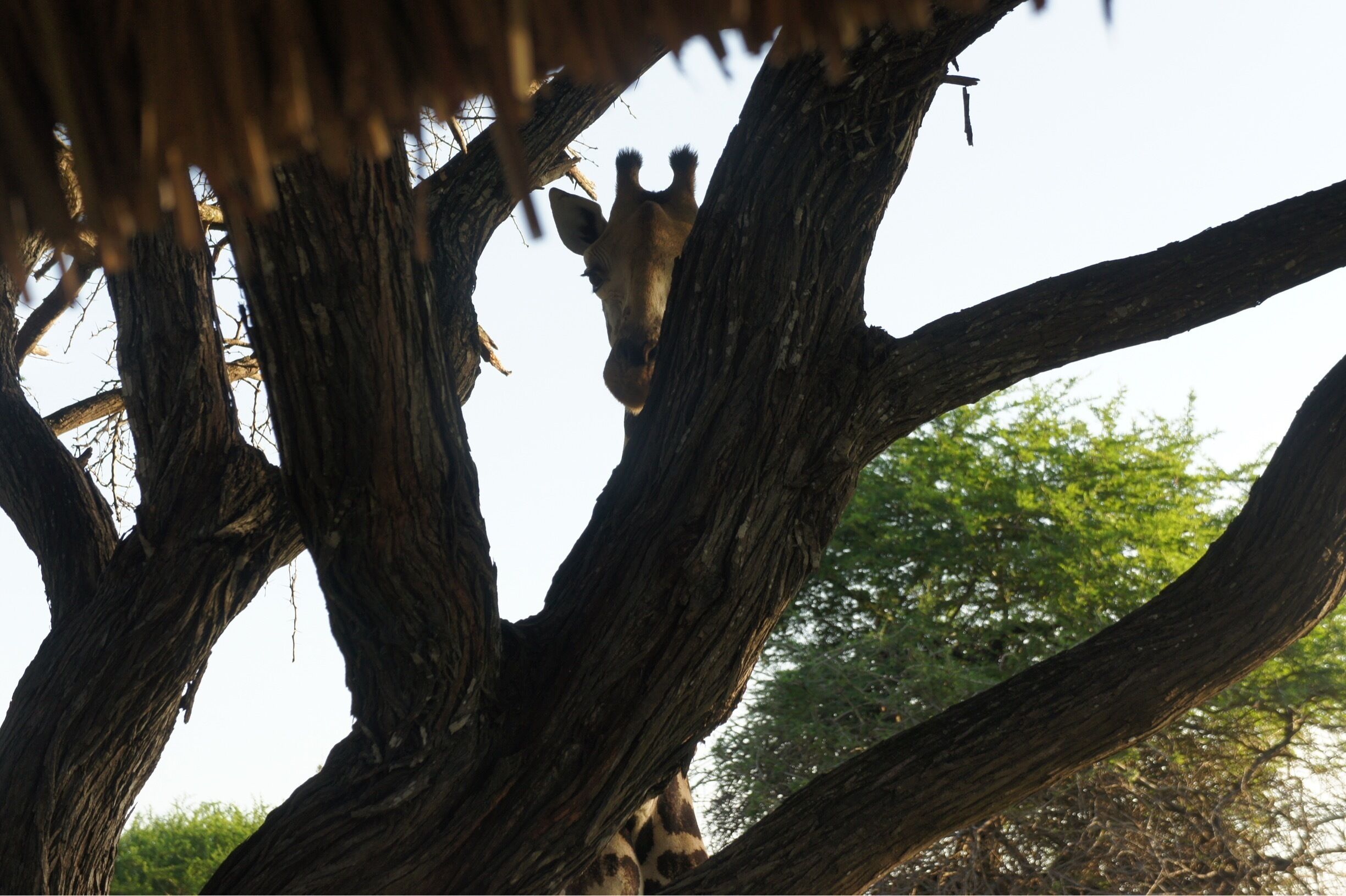 13747 square kilometres of wildlife sanctuary, a stunning place for its wildlife and landscape.