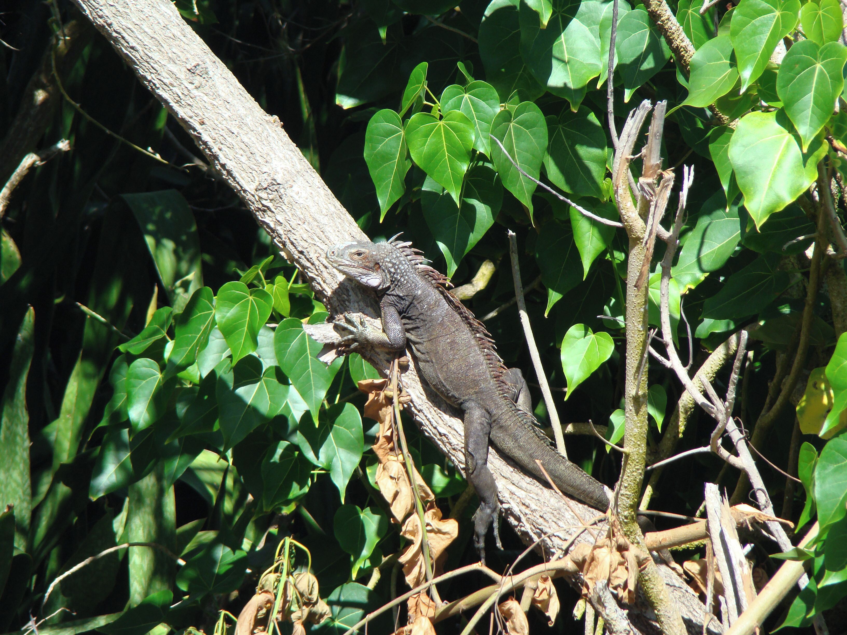 Saw this guy sunning himself next to the pool.