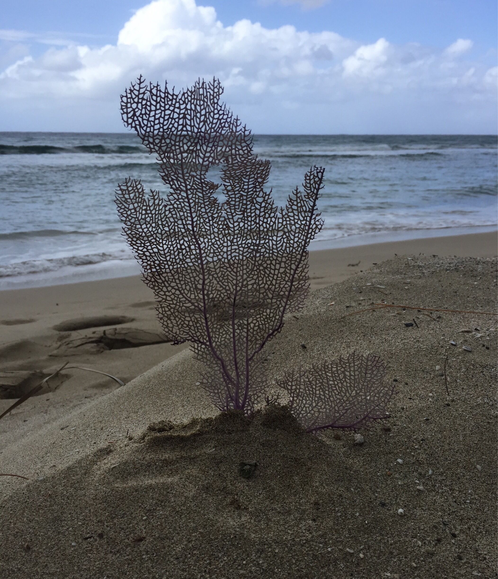 Cane Bay Beach in St.Croix 
