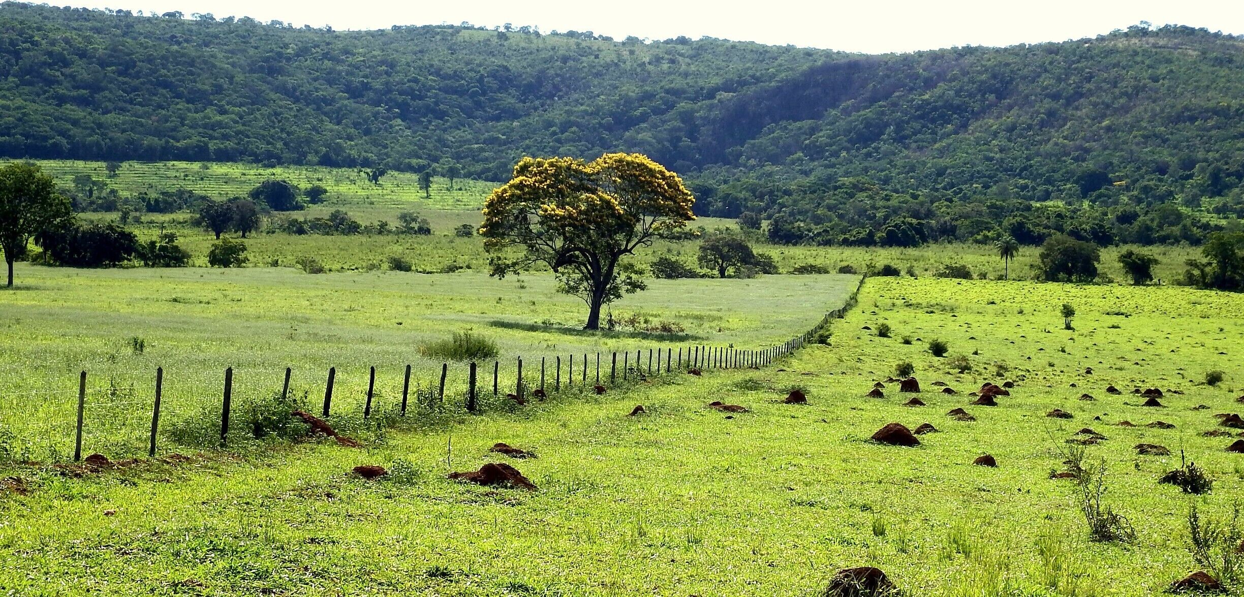 Um Ipê amarelo nas pastagens de Cordisburgo, cidade brasileira.
A yellow Ipê in the pastures of Cordisburgo, Brazilian city.
#Green
