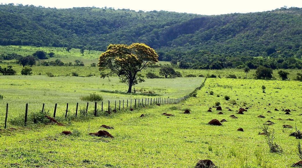 Um Ipรช amarelo nas pastagens de Cordisburgo, cidade brasileira.
A yellow Ipรช in the pastures of Cordisburgo, Brazilian city.
#Green