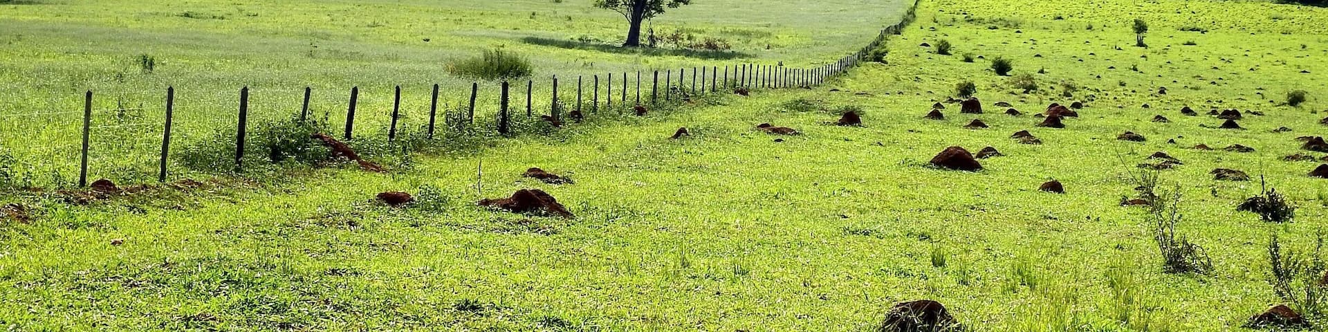 A green field with a tree in the center and a fence running through it.