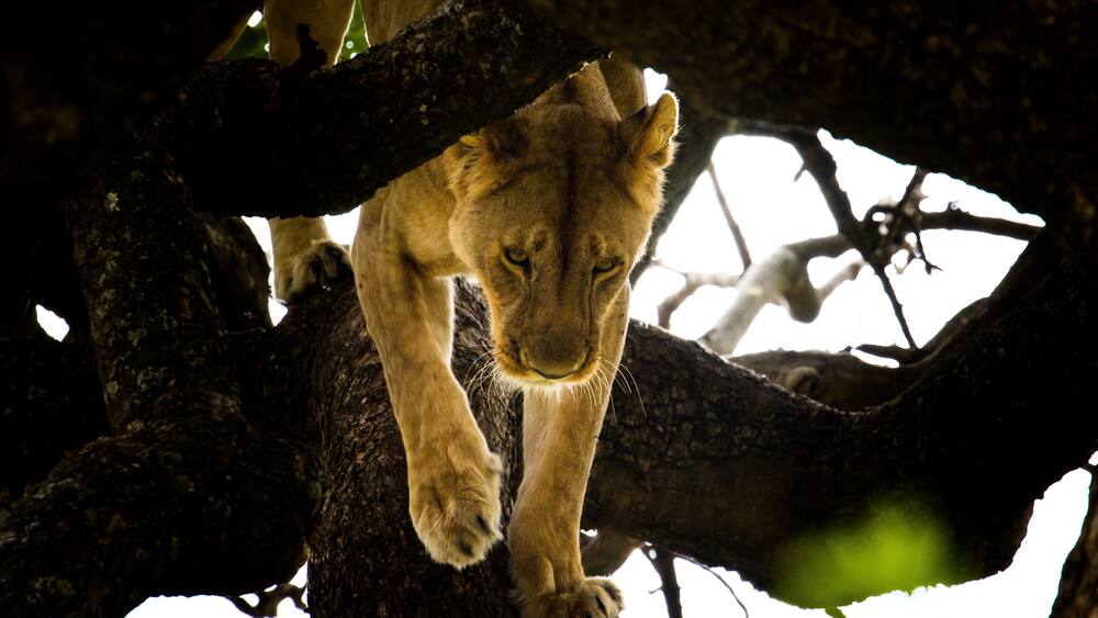 Our first major sighting, after less than an hour on Kenyaâs Maasai Mara, was this gorgeous lioness as she moved from her shaded spot within a lone acacia and down onto the open plain as a cooling rainstorm swept across the area. The Mara, despite its protections, remains an area of complex lion/human interaction due to the close proximity of numerous pastoral Maasai communities. These herders have often resorted to illegal night-grazing within the reserveâs lands, especially during times of drought and lion attacks on livestock have led to past retaliations on the Maraâs predator population
#Adventure
#adventurephotocontest