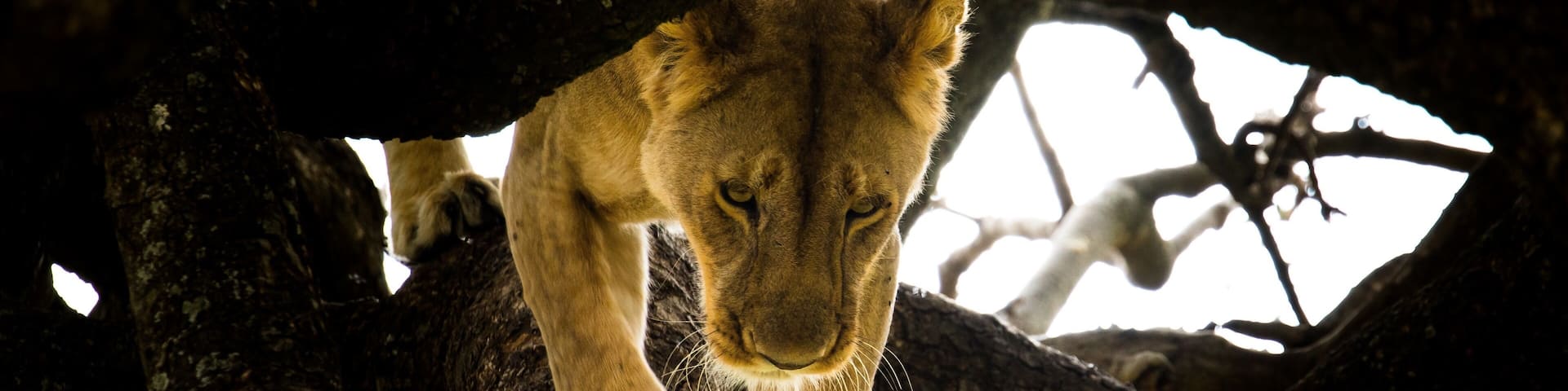 Our first major sighting, after less than an hour on Kenya’s Maasai Mara, was this gorgeous lioness as she moved from her shaded spot within a lone acacia and down onto the open plain as a cooling rainstorm swept across the area. The Mara, despite its protections, remains an area of complex lion/human interaction due to the close proximity of numerous pastoral Maasai communities. These herders have often resorted to illegal night-grazing within the reserve’s lands, especially during times of drought and lion attacks on livestock have led to past retaliations on the Mara’s predator population
#Adventure
#adventurephotocontest