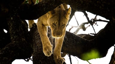 Our first major sighting, after less than an hour on Kenya’s Maasai Mara, was this gorgeous lioness as she moved from her shaded spot within a lone acacia and down onto the open plain as a cooling rainstorm swept across the area. The Mara, despite its protections, remains an area of complex lion/human interaction due to the close proximity of numerous pastoral Maasai communities. These herders have often resorted to illegal night-grazing within the reserve’s lands, especially during times of drought and lion attacks on livestock have led to past retaliations on the Mara’s predator population
#Adventure
#adventurephotocontest