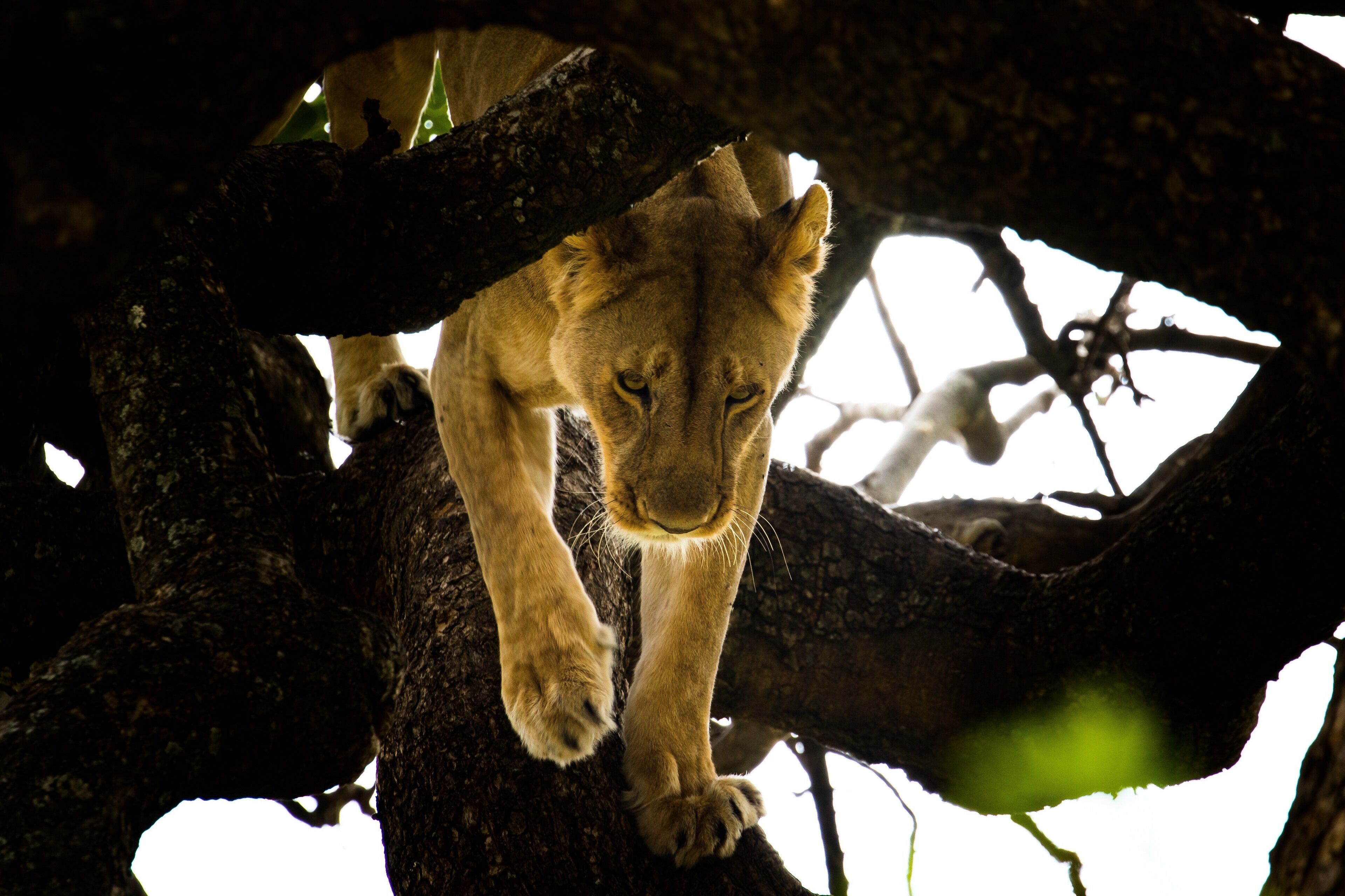 A lion resting on a tree branch.