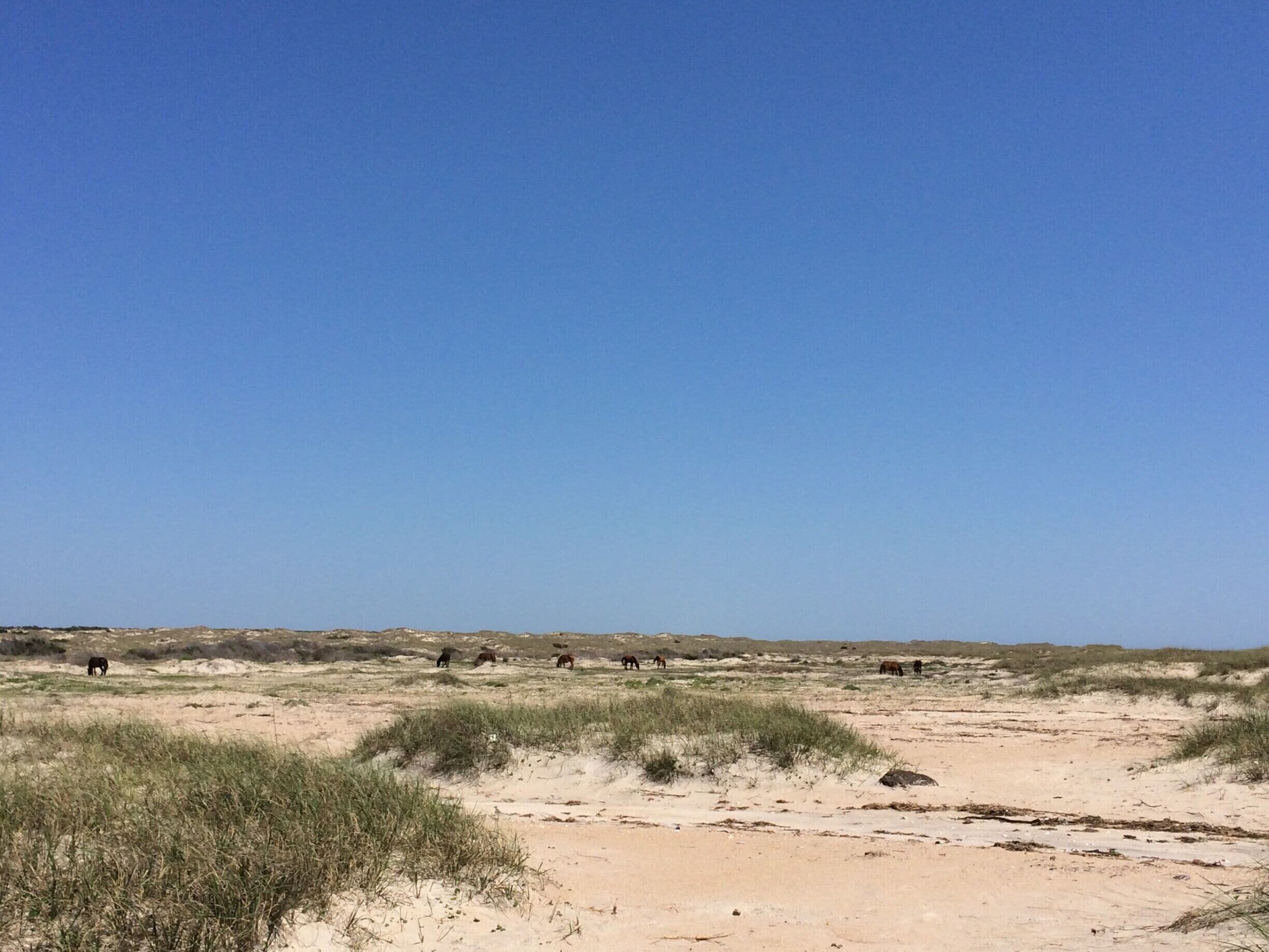 just a short ferry ride from Beaufort, NC and you're in shackleford Island watching wild horses on the #beach !