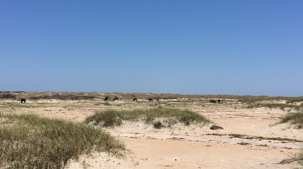 just a short ferry ride from Beaufort, NC and you're in shackleford Island watching wild horses on the #beach !