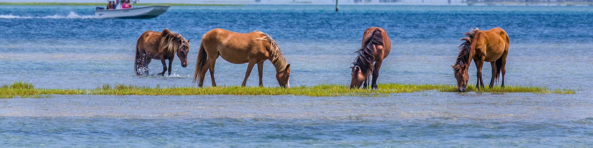 Shackleford Banks Ponies