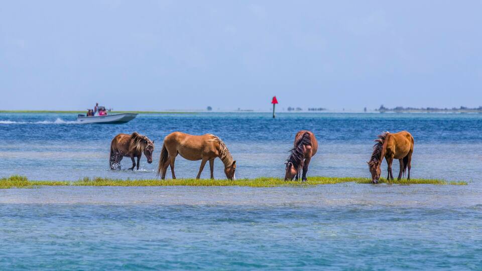 Shackleford Banks Ponies