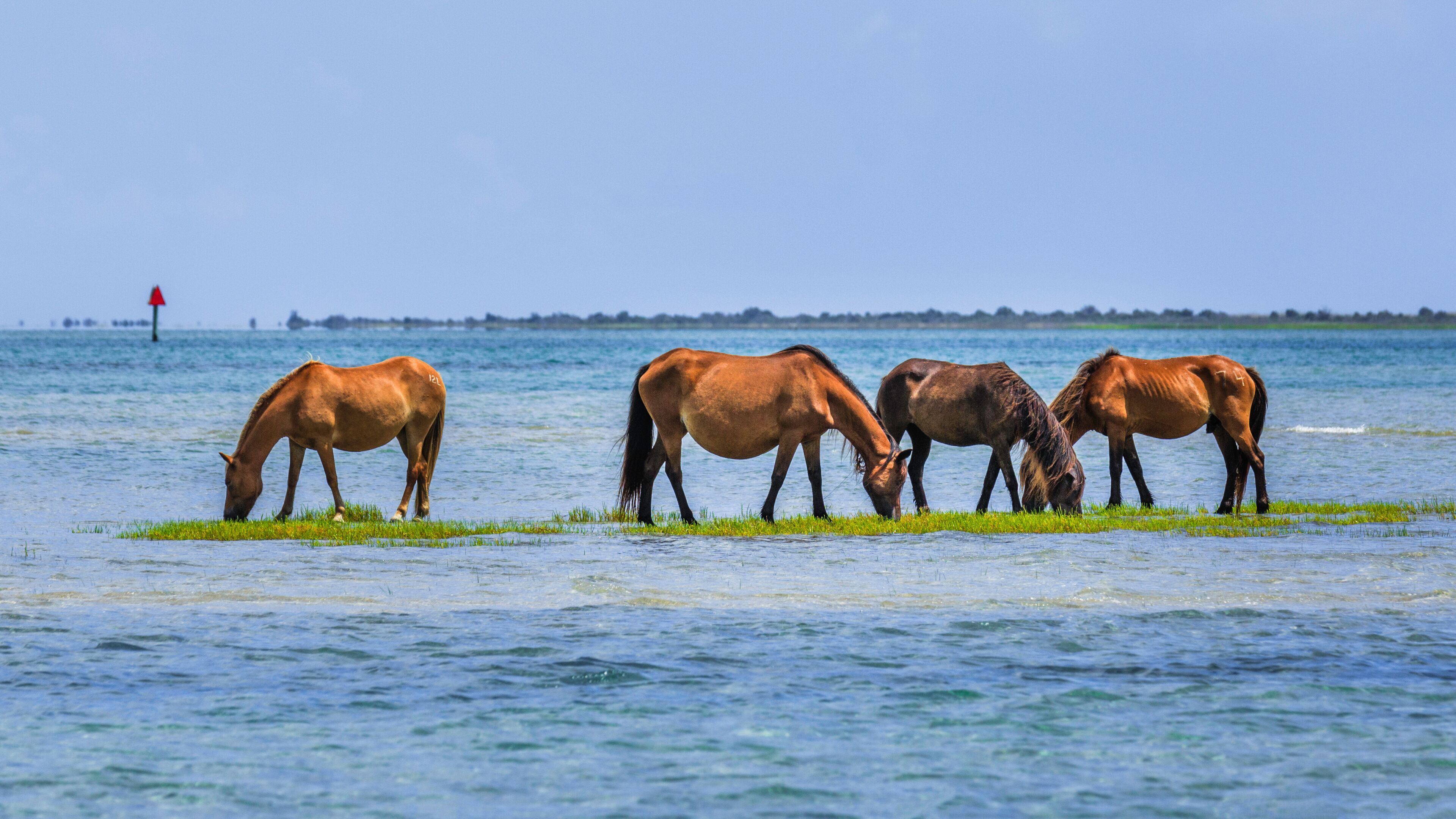 Shackleford Banks Horses