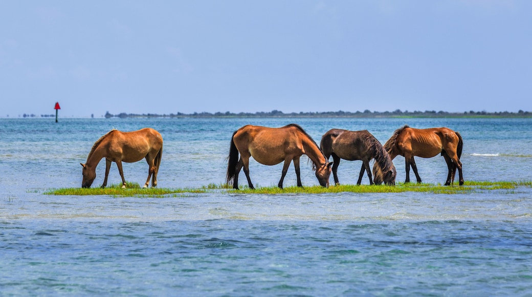 Shackleford Banks Horses