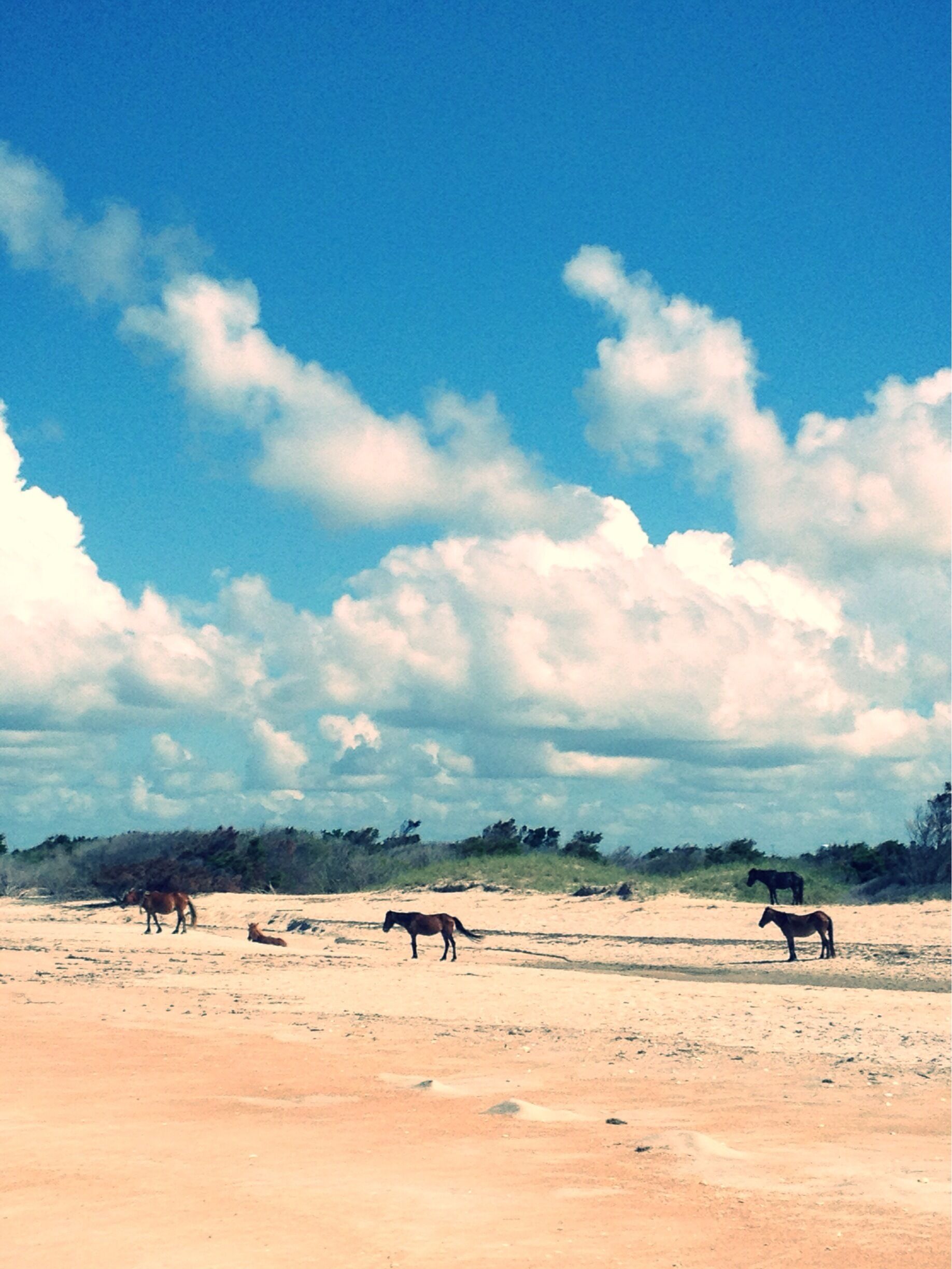 Walking southeast along the beach we ran into a harem. Arriving early in the a.m., walking about 20 minutes away from the ferry landing, and leaving around noon allowed us to beat the heat and the crowds. 