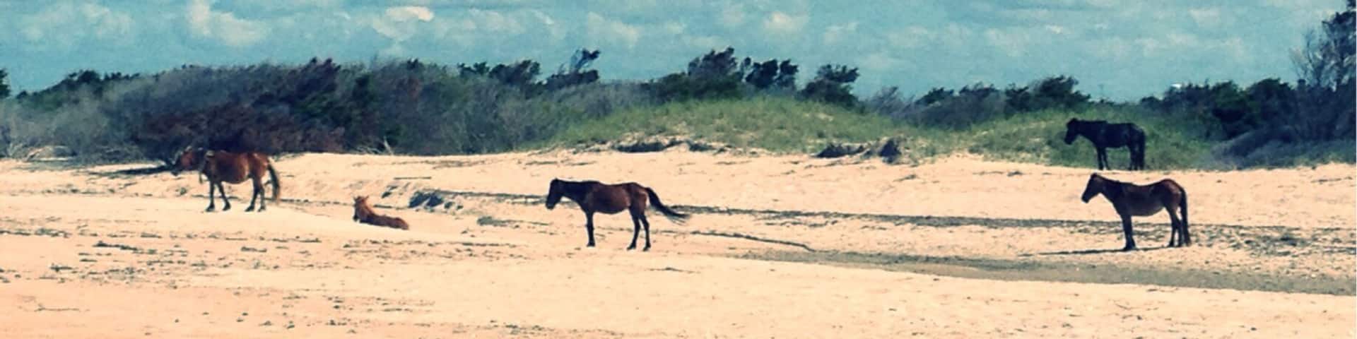 Walking southeast along the beach we ran into a harem. Arriving early in the a.m., walking about 20 minutes away from the ferry landing, and leaving around noon allowed us to beat the heat and the crowds.