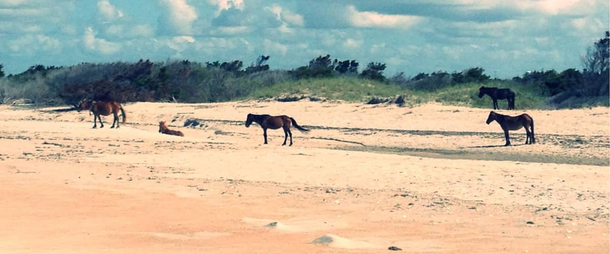 Walking southeast along the beach we ran into a harem. Arriving early in the a.m., walking about 20 minutes away from the ferry landing, and leaving around noon allowed us to beat the heat and the crowds.