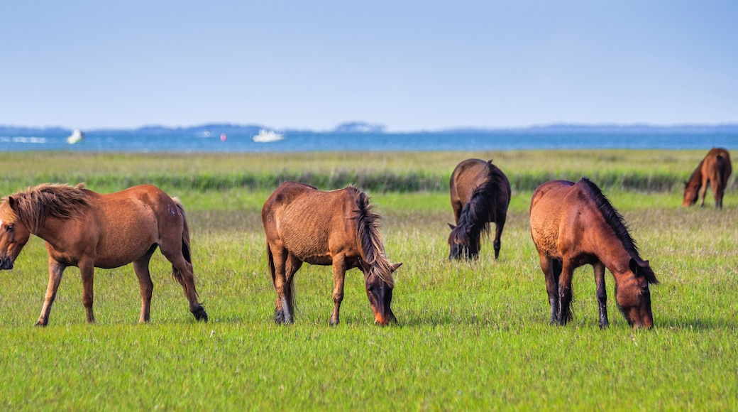 Harkers Island