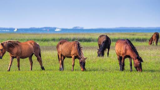 Harkers Island
