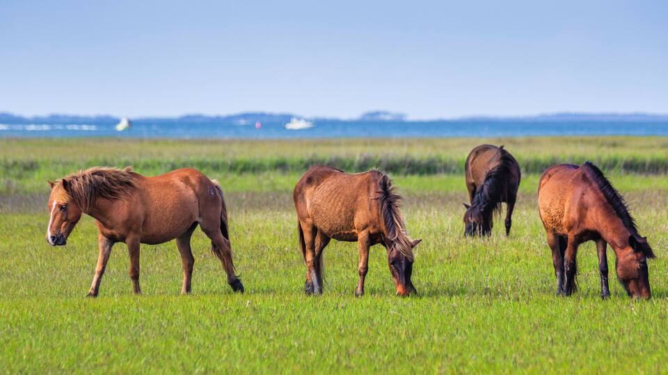 Shackleford Banks Horses Grazing