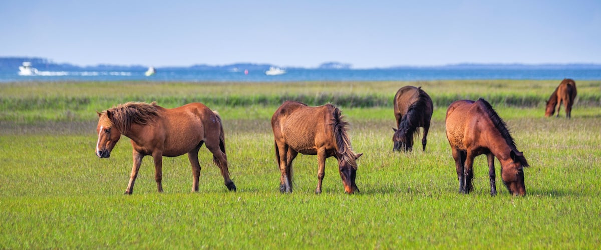 A group of horses grazing in a grassy field with a body of water and boats in the background.