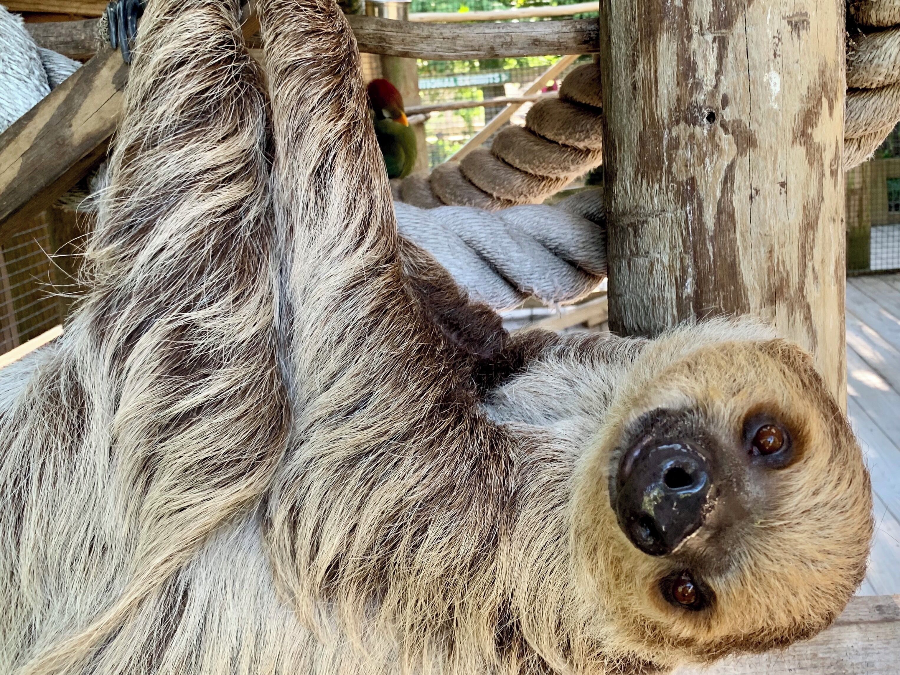 We had one as a pet her name was “Maria” at my fathers fishing fishing camp in Panama “Club Pacifico” years ago.