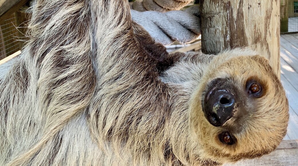 We had one as a pet her name was “Maria” at my fathers fishing fishing camp in Panama “Club Pacifico” years ago.