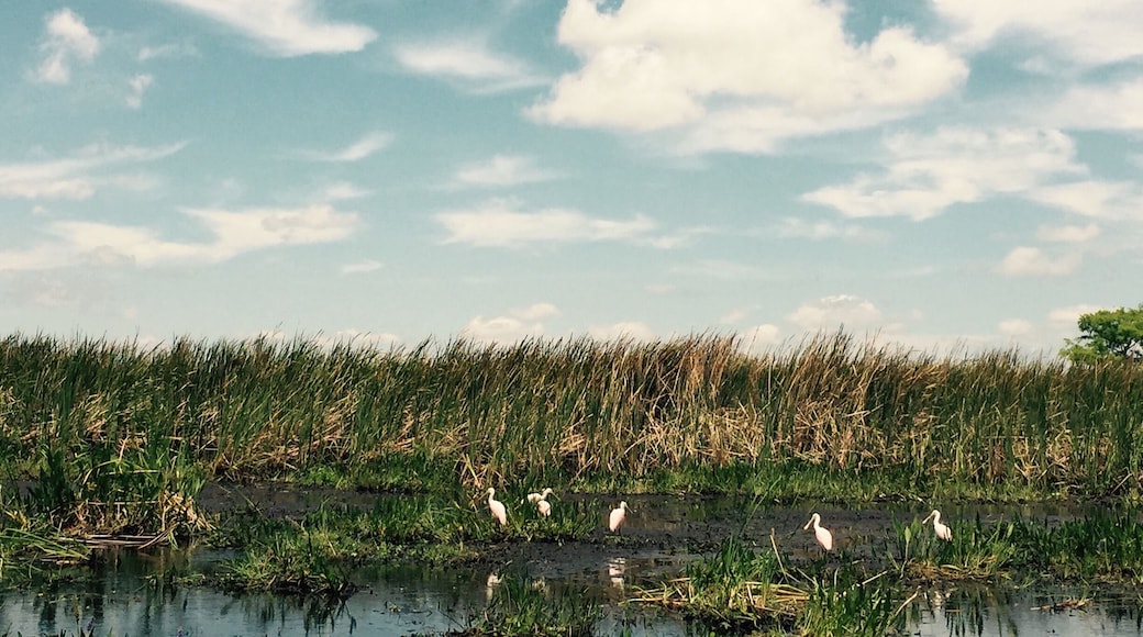Rosiated spoonbills along the winding creeks during the Wild Florida airboat tour.