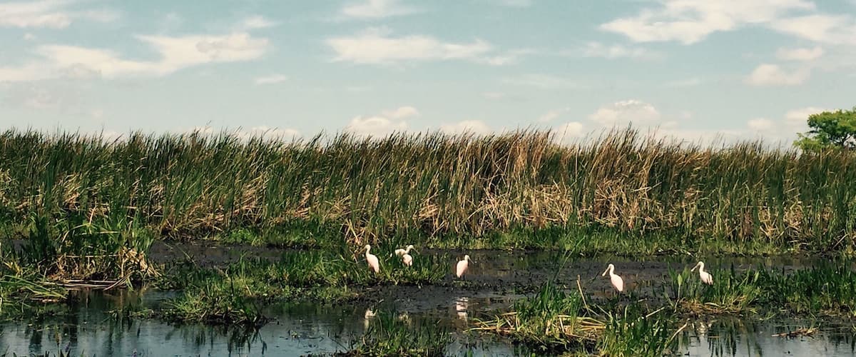 Rosiated spoonbills along the winding creeks during the Wild Florida airboat tour.