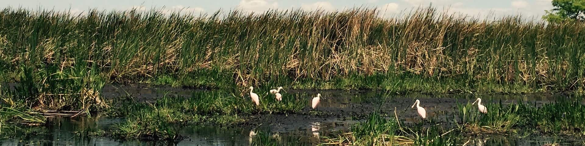 Rosiated spoonbills along the winding creeks during the Wild Florida airboat tour.