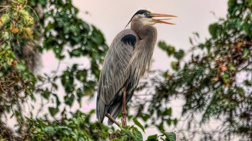 A heron standing among dense foliage.