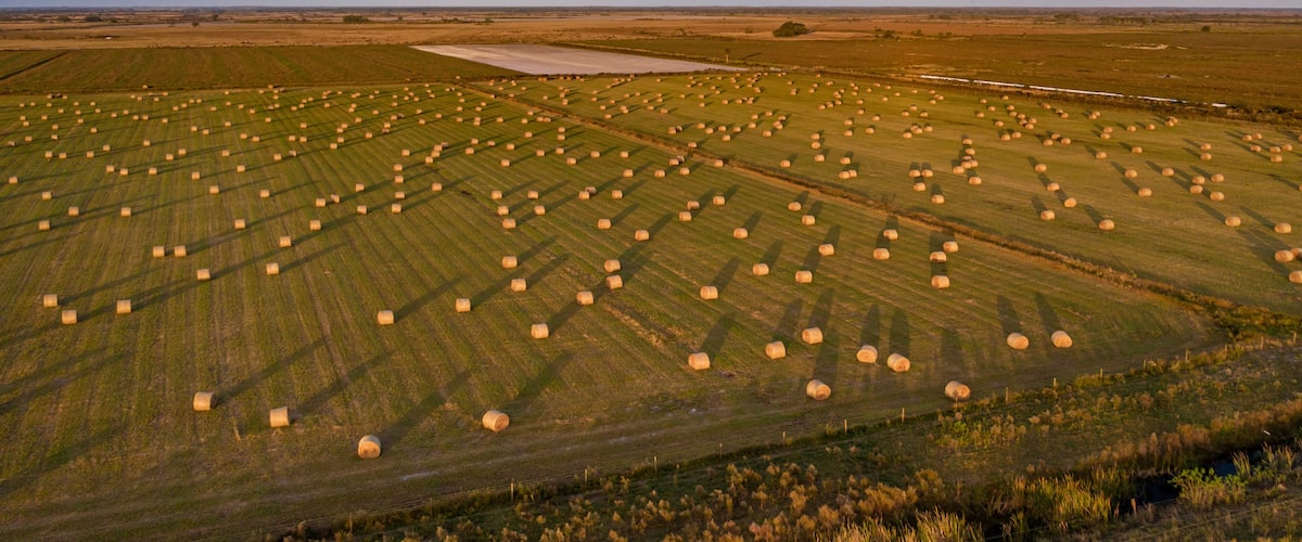 A vast agricultural field with numerous hay bales arranged in rows.