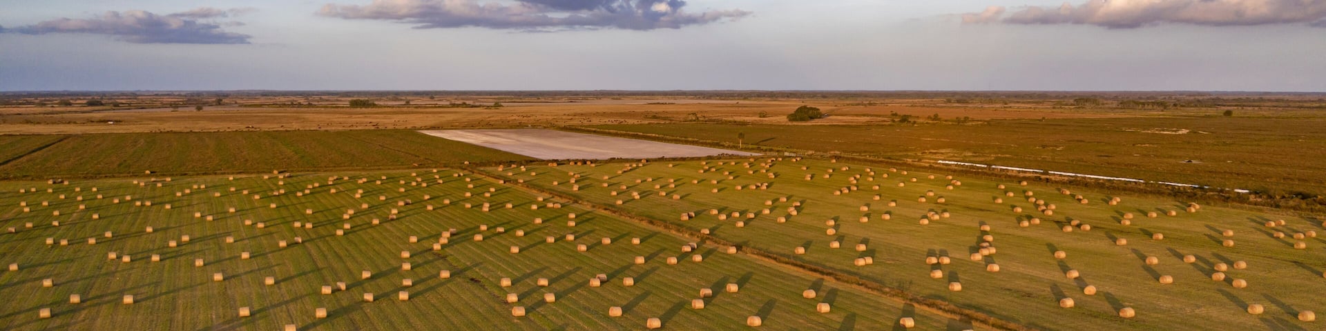 A vast agricultural field with numerous hay bales arranged in rows.