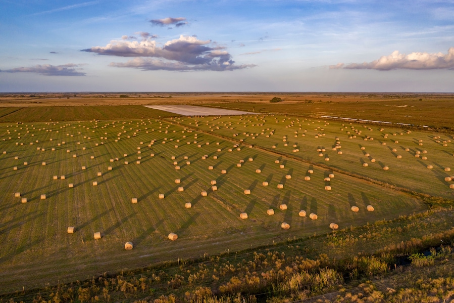 A vast agricultural field with numerous hay bales arranged in rows.
