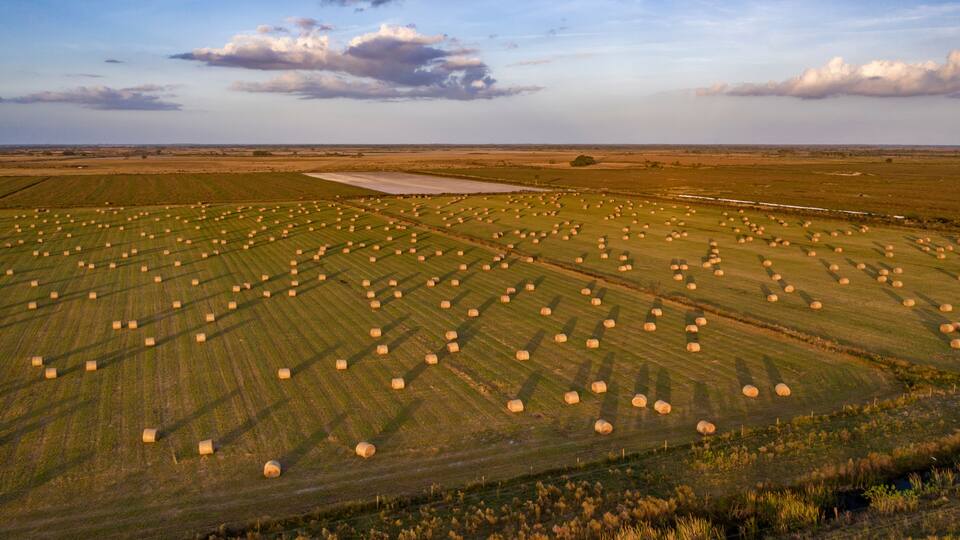 A vast agricultural field with numerous hay bales arranged in rows.