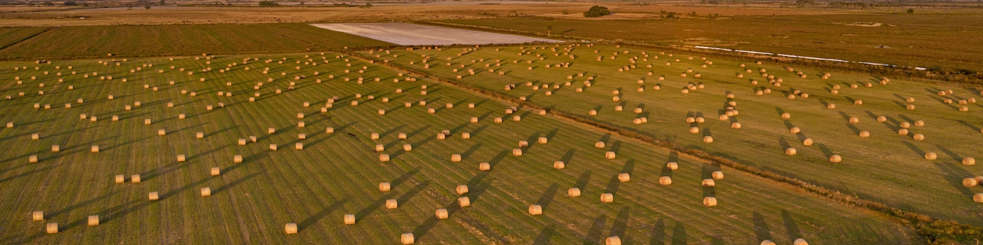 Um extenso campo agrícola com muitos fardos de feno dispostos em fileiras.