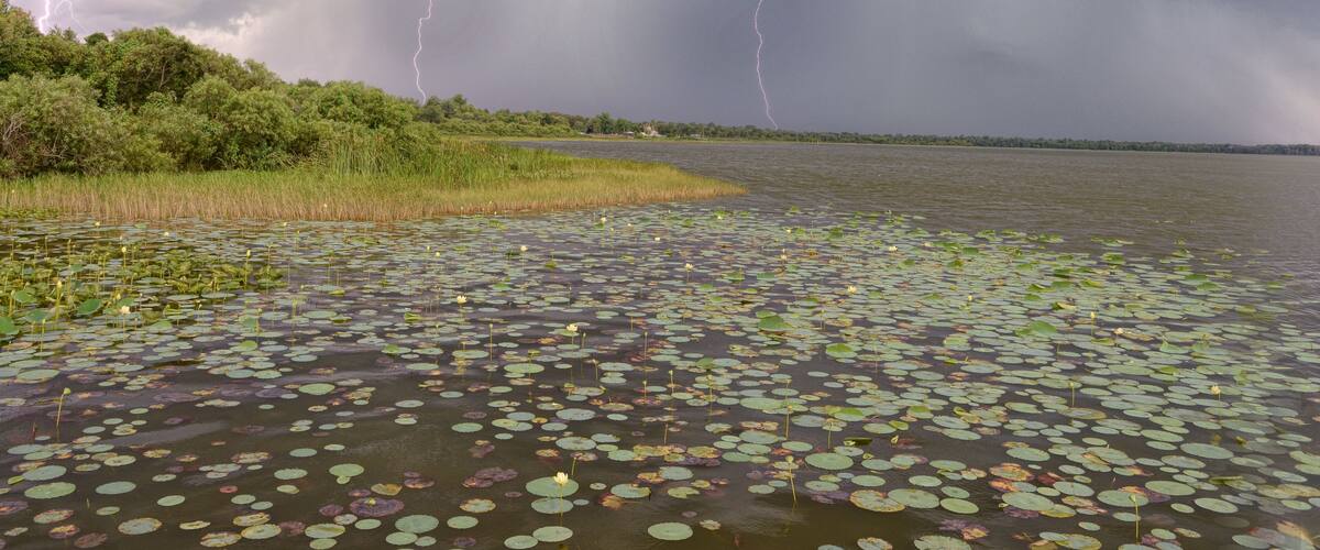 A lake with lily pads and a stormy sky with lightning.