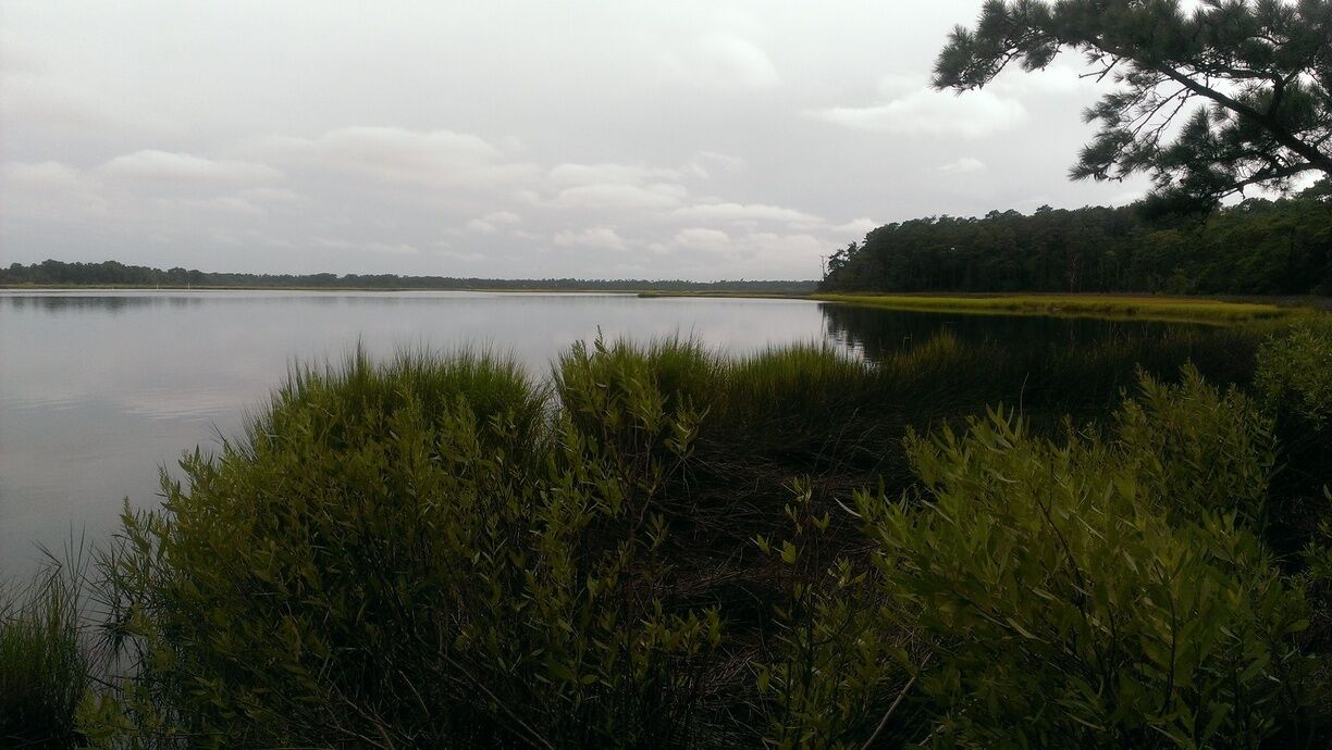 The view from our campsite in Oyster Point. Nice little spots (except for the mosquitoes) with concrete/ sand tent pads, picnic tables, and lantern stands at each site. Every morning a pair of owls would talk to each other as they made their way through our campsite and back to their nest for the day. Plenty of beautiful wildlife to enjoy!