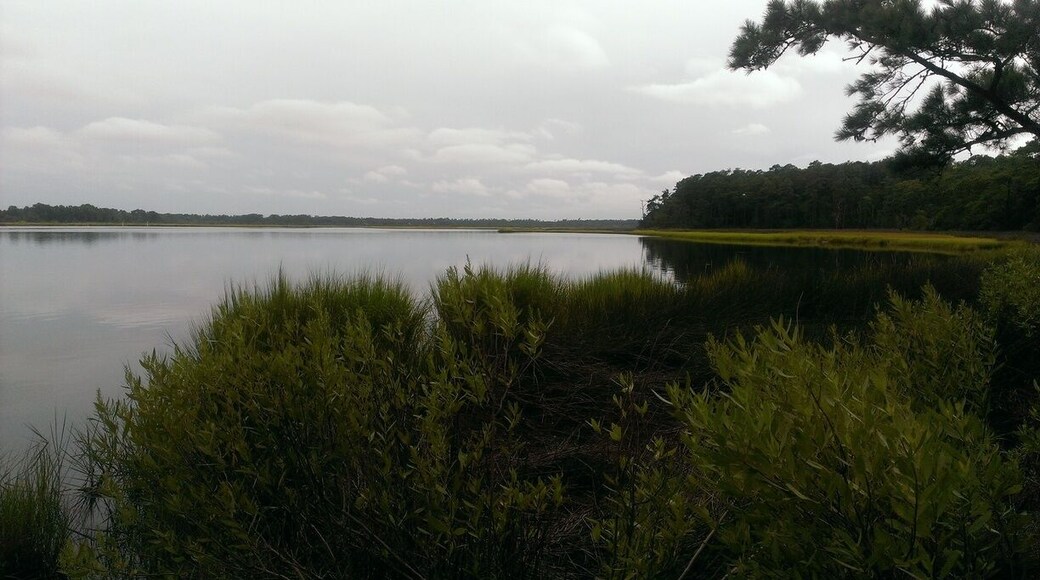 The view from our campsite in Oyster Point. Nice little spots (except for the mosquitoes) with concrete/ sand tent pads, picnic tables, and lantern stands at each site. Every morning a pair of owls would talk to each other as they made their way through our campsite and back to their nest for the day. Plenty of beautiful wildlife to enjoy!