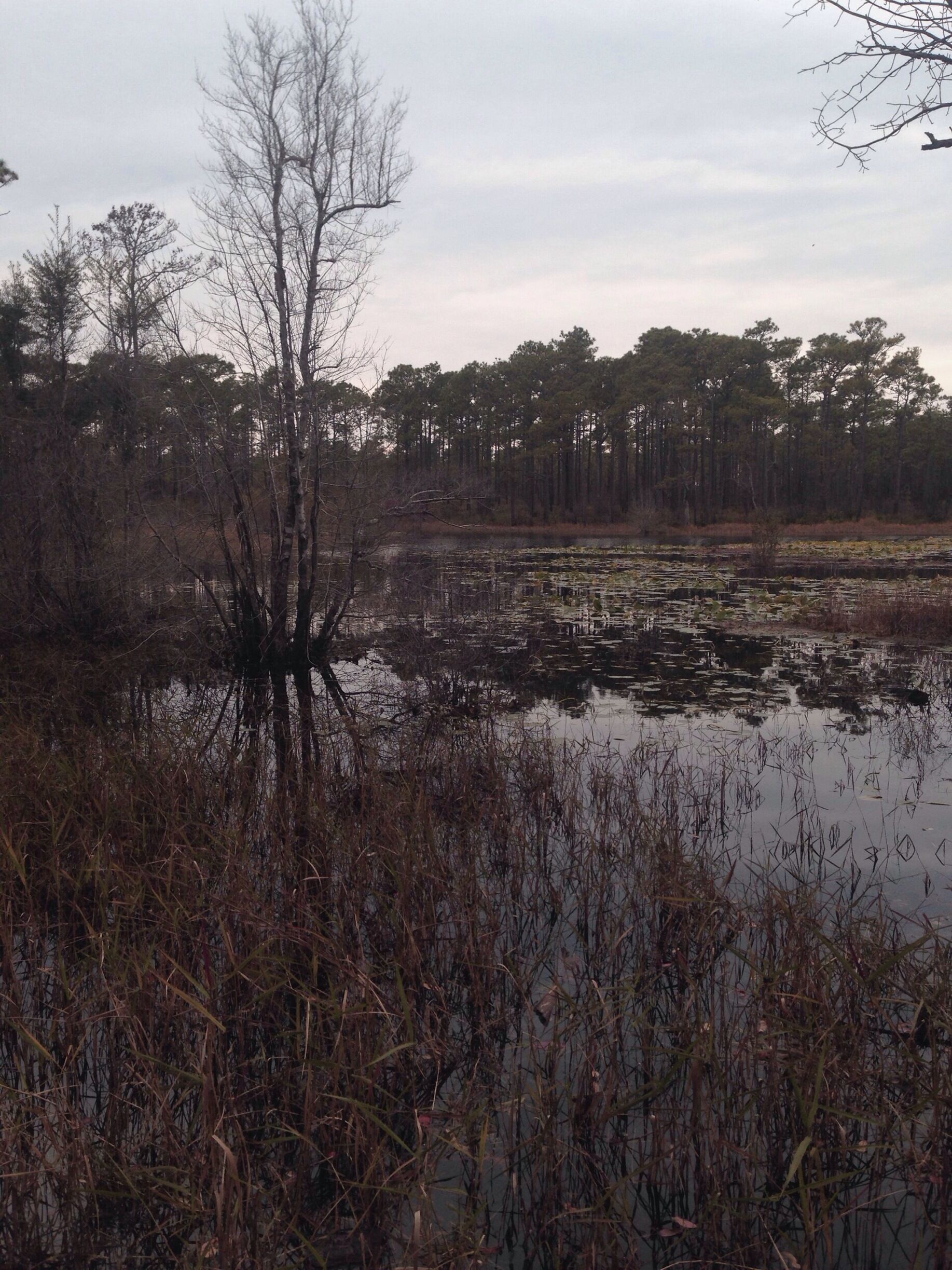 One of the ponds along the short trails there. The entrance to this one is a little inconspicuous, but it's a nice short walk. Wear orange during hunting season!