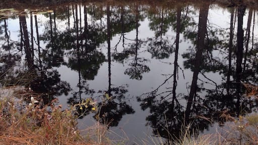 Bob's sinkhole at Croatan. There's an interesting explanation to this natural phenomenon there too.