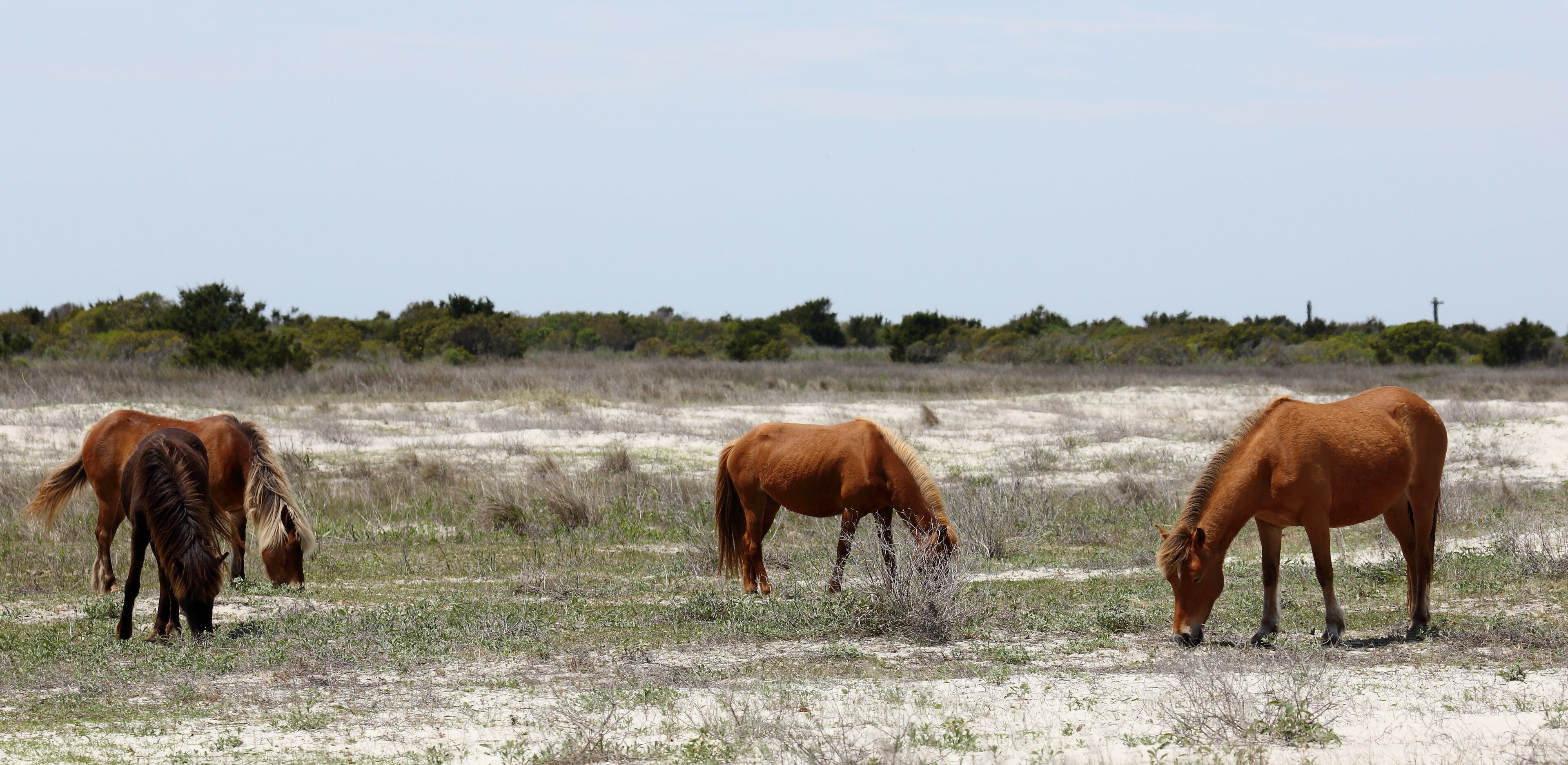 Wild Horses of Shackleford Banks