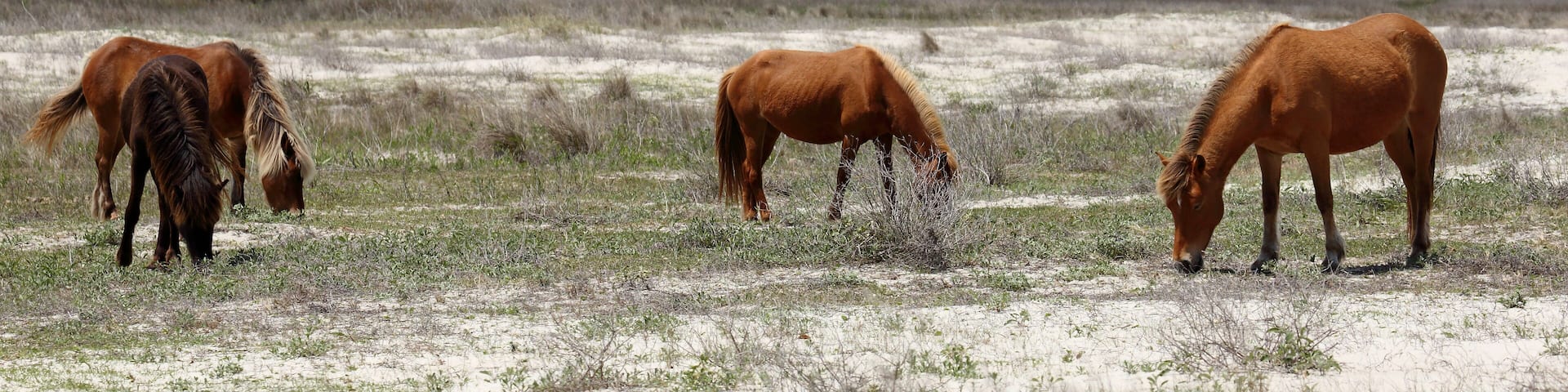 Wild Horses of Shackleford Banks