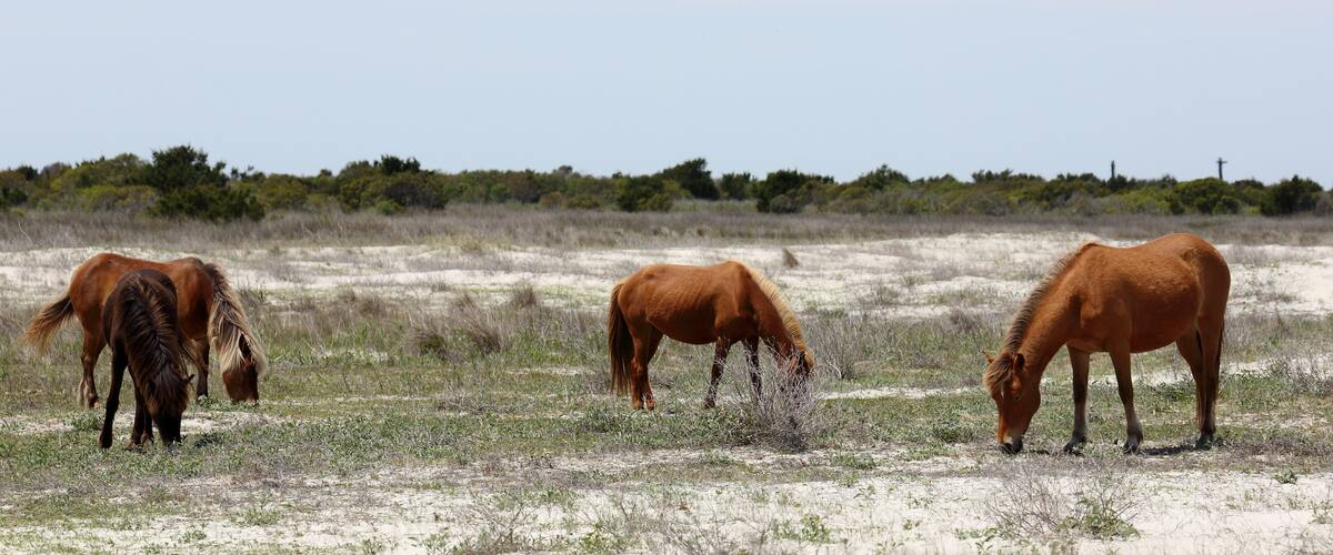 Three horses grazing in a dry grass field with sparse vegetation and a clear sky.